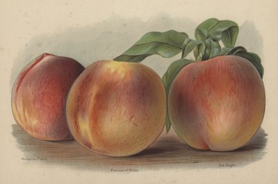Nectarine Peach, Princess of Wales, Sea Eagle de English School
